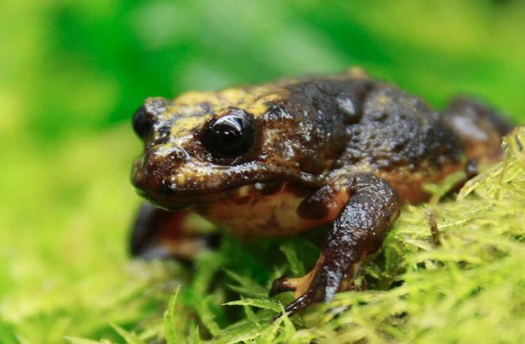 Baw Baw Frog sitting on green moss bed