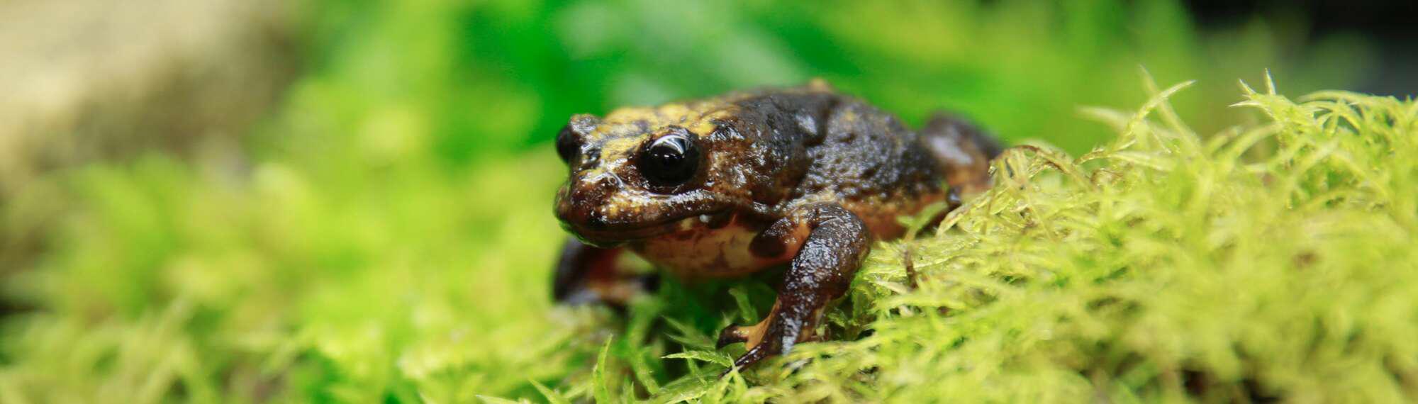 Baw Baw Frog sitting on green moss bed