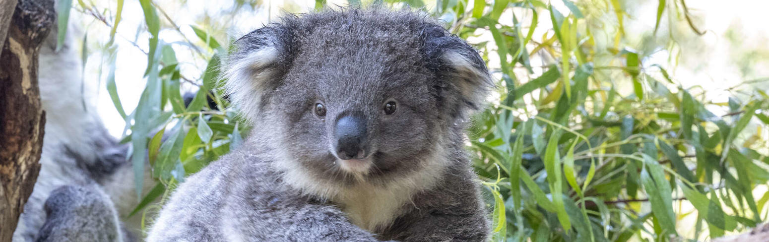 Fluffy grey male Koala Joey climbing across a tree branch