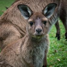 Close up of Kangaroo joey 