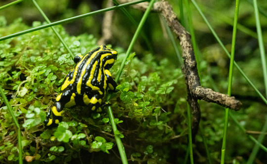 Southern Corroboree Frog