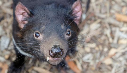 close up of a Tasmanian Devil looking at the camera