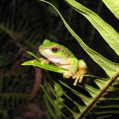 Spotted Tree Frog