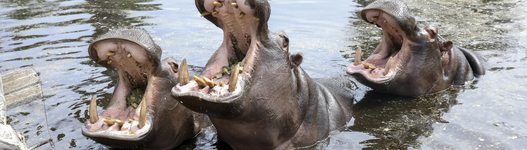 Three hippos in the water. Their heads are out of the water and looking up with their mouths wide open.