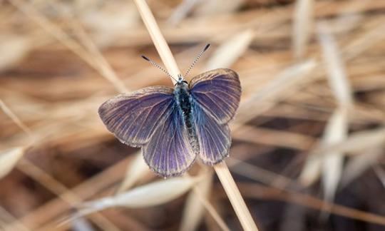 Golden Blue Rayed Butterfly