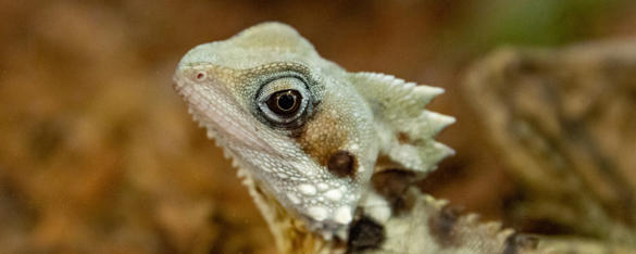 Close up of Boyd S Forest Dragon, it has light green and brown scales with spikes along its spine and a brown reptilian eye.