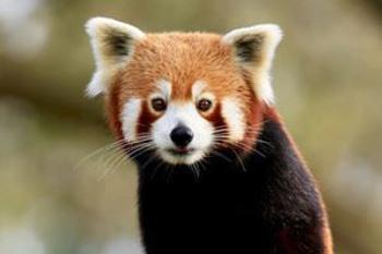 red panda