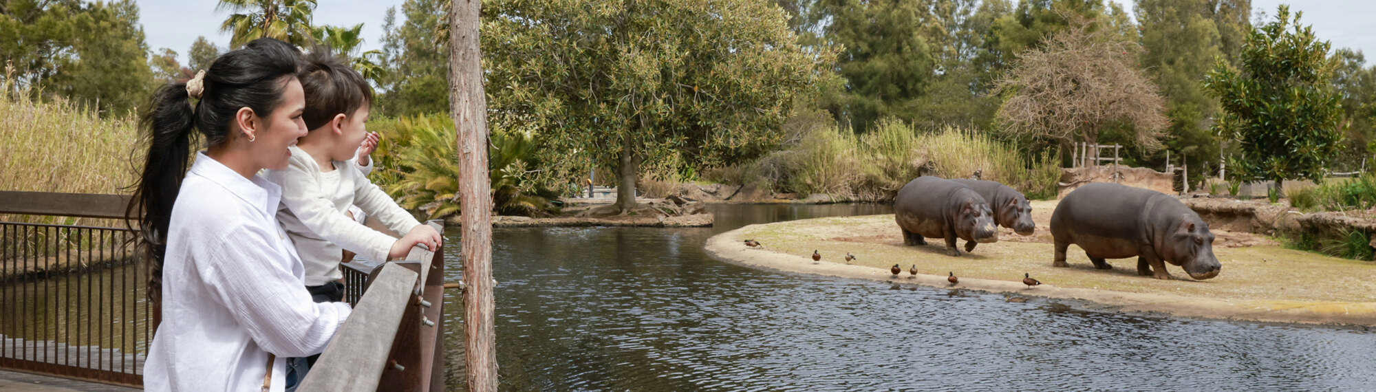 Mum and a son looking at hippos