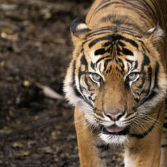 A Sumatran Tiger is standing on bark, looking directly ahead.