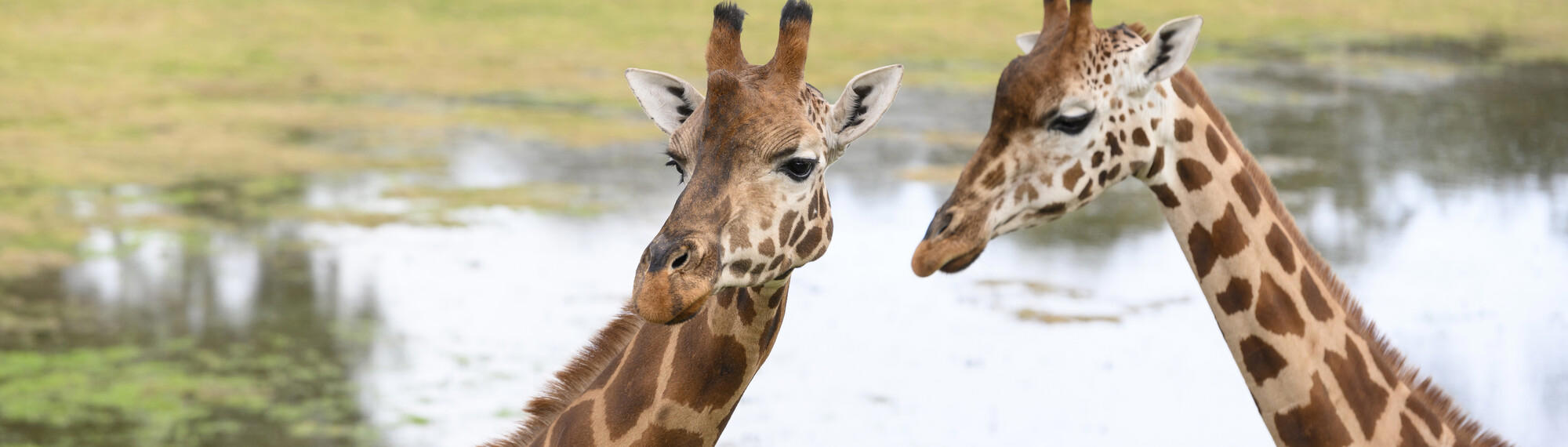 Head shot of two giraffe standing side by side, water in background.