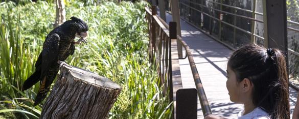 A young girl stands in front of a black cockatoo in the Melbourne Zoo Great Flight Aviary 