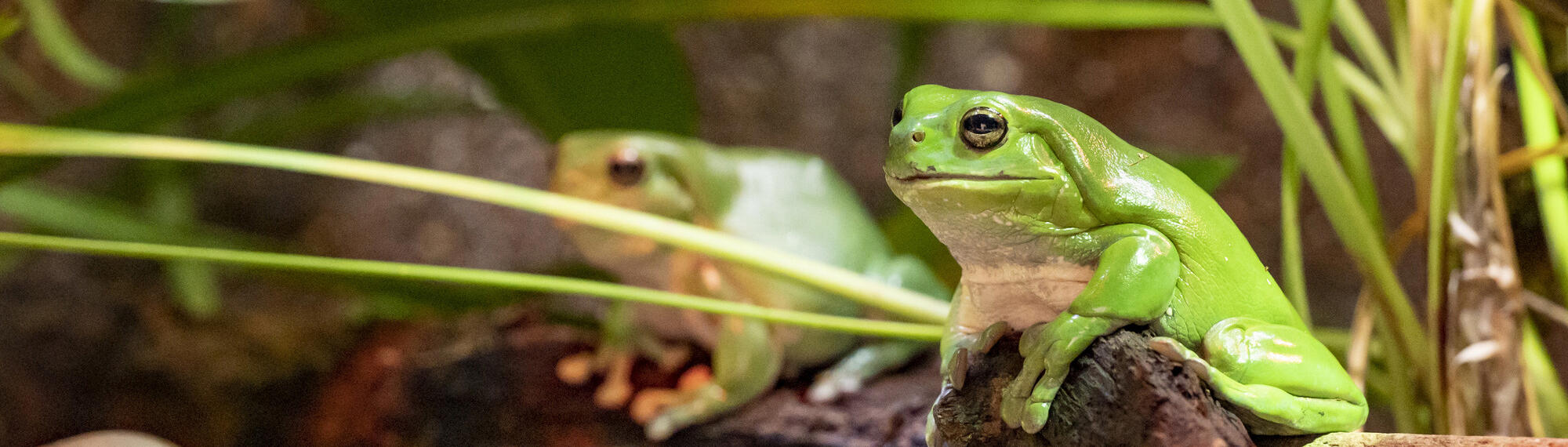 Two green tree frogs sitting on rocks