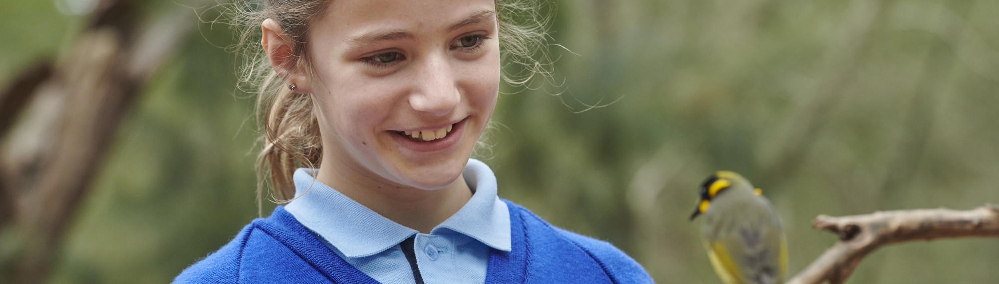 Primary School Student Looks At A Helmeted Honeyeater Sitting On A Branch 