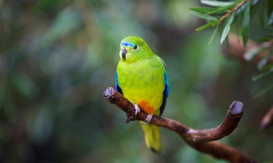 Orange-bellied Parrot on a branch