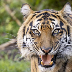 A Sumatran Tiger is looking at the camera with her mouth slightly open, showing her sharp teeth.