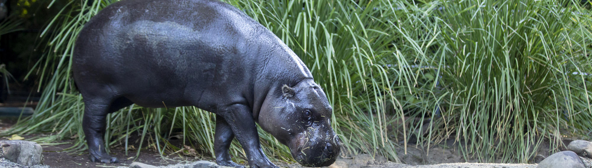 A Pygmy-hippopotamus is walking on rock. There is tall grass behind him. 