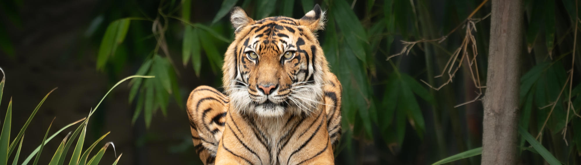 A Sumatran Tiger is perched on bark, with green leaves behind her. 