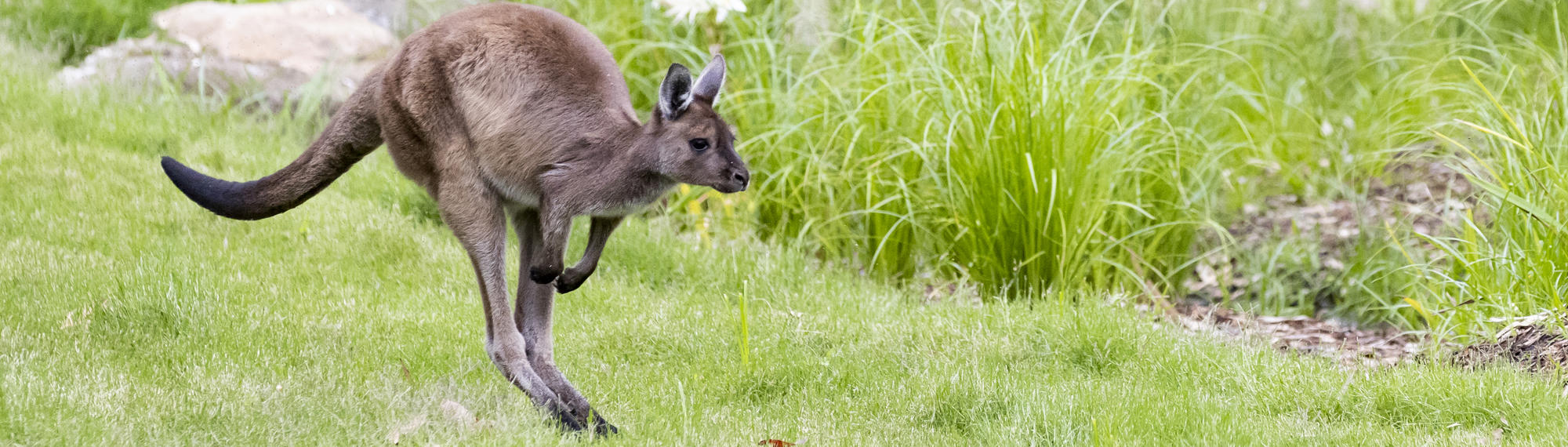 Kangaroo Island Kangaroo joey is jumping on green grass. 