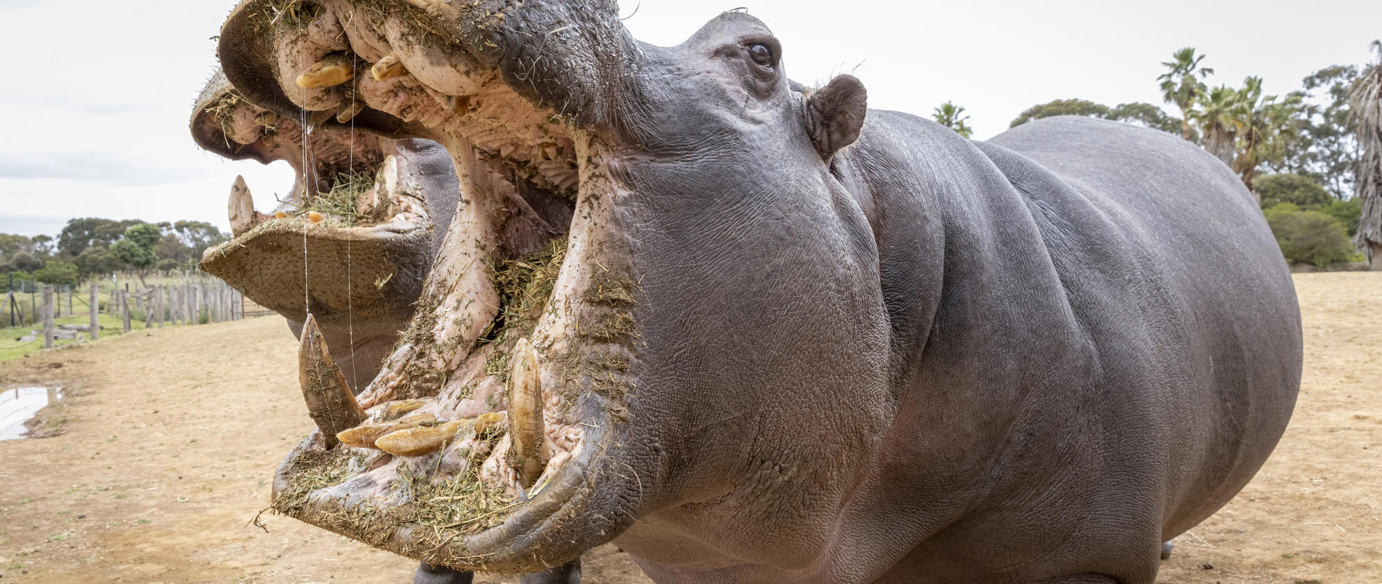 Hippopotamus with mouth open