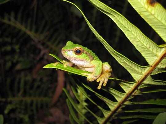 A green frog perches on a thing green leaf with a dark background