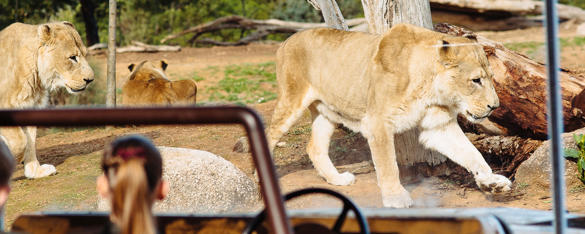 Rear view of secondary students as they look into the Lion exhibit as two lions walk from left to right and one has its back to the glass