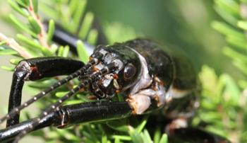 Close up of a Lord Howe Island Stick Insect face and front legs on a green leafy branch