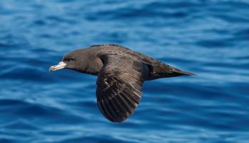 A Flesh-footed Shearwater flies through the air over blue ocean water