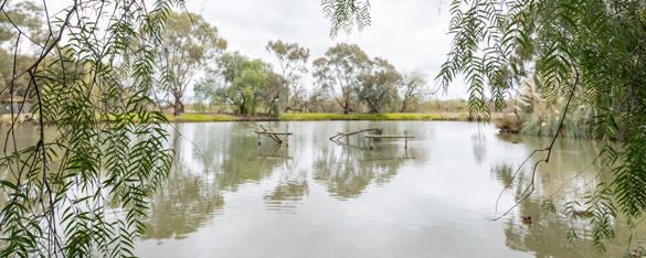 A wide-angle view of wetlands lined by trees at Kyabram Fauna Park