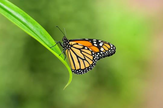 Close up of an orange butterfly