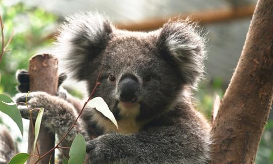 A young Koala is perched in a tree, looking directly at the camera. 