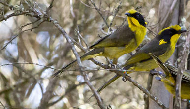 Three Helmeted Honeyeaters out in wild