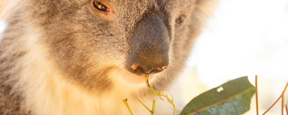 A close up of a koala's face with a big black nose and squinted brown eyes about to eat some eucalyptus leaves