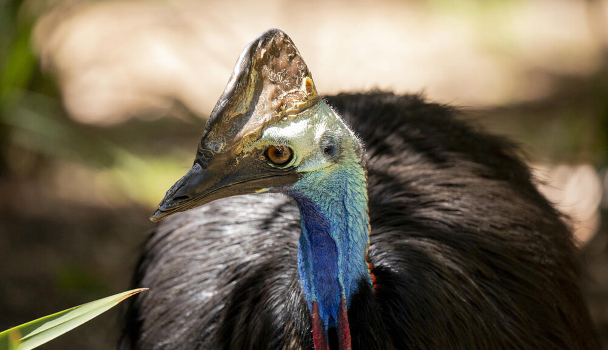 Southern Cassowary