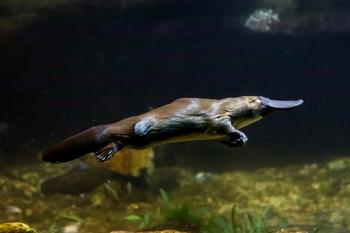 Platypus swimming