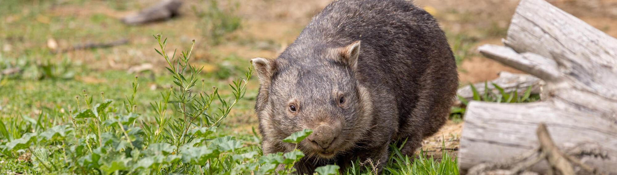 A brown Wombat is walking across grass, with a log next to her.