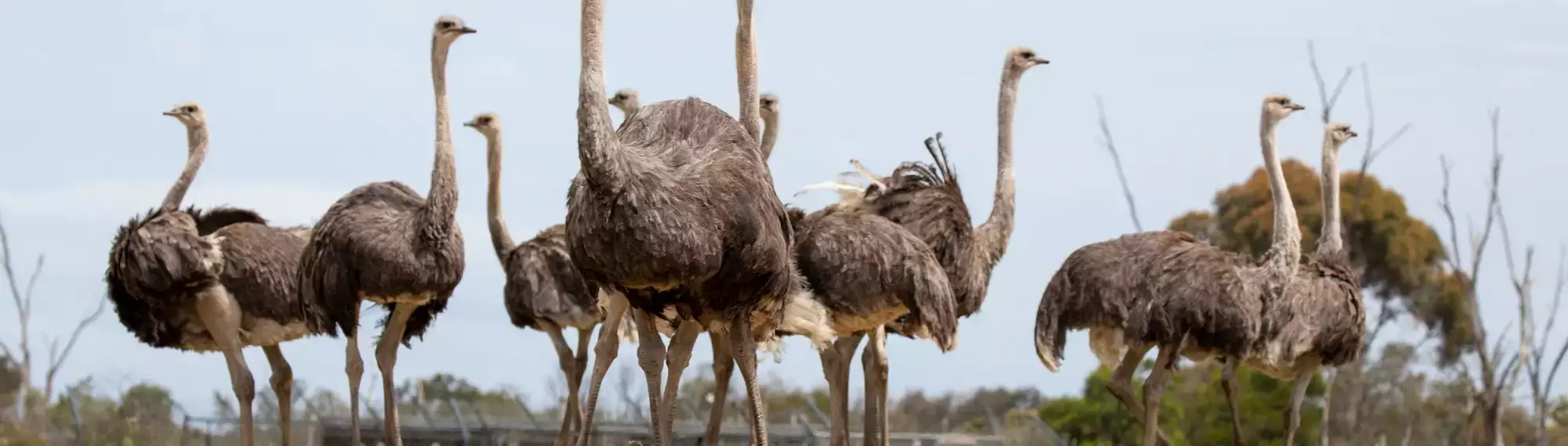 Ostrich standing in a line