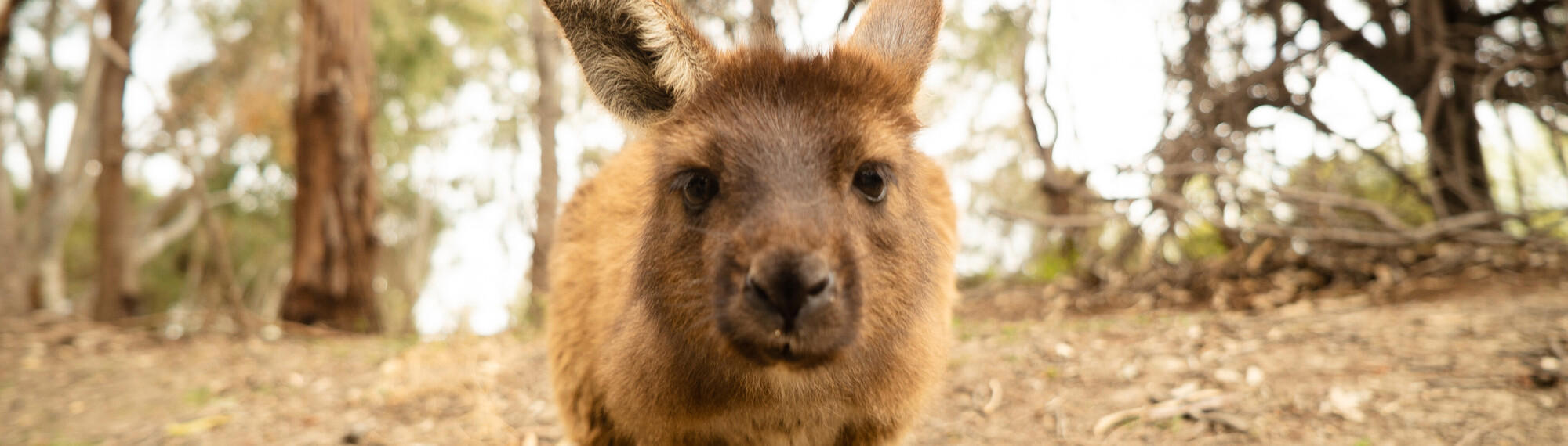 Close up of a Kangaroo Island Kangaroo as it faces forward surrounded by bushland behind.