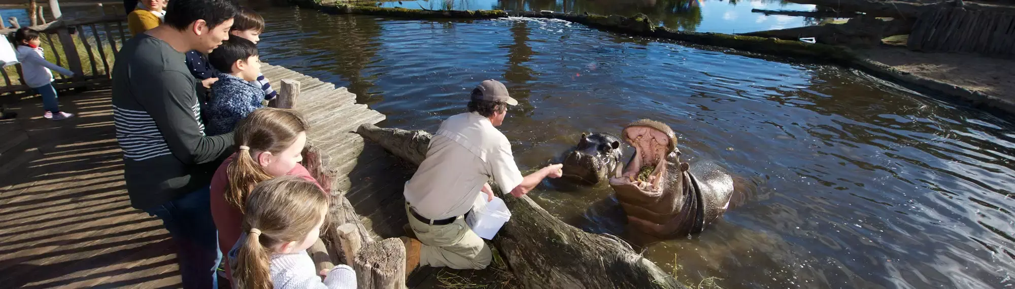 Two hippo in water, one with its mouth open being fed. A man is on the water's edge leaning over and feeding the hippo. People are watching behind the man.