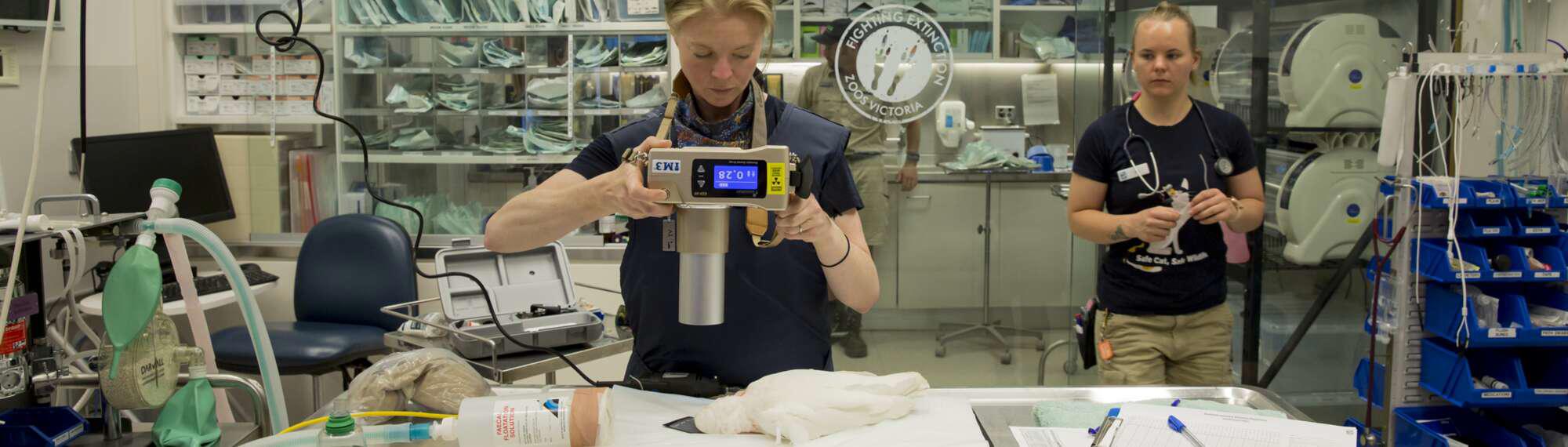 Fergi The Long Billed Corella Has A Vet Check