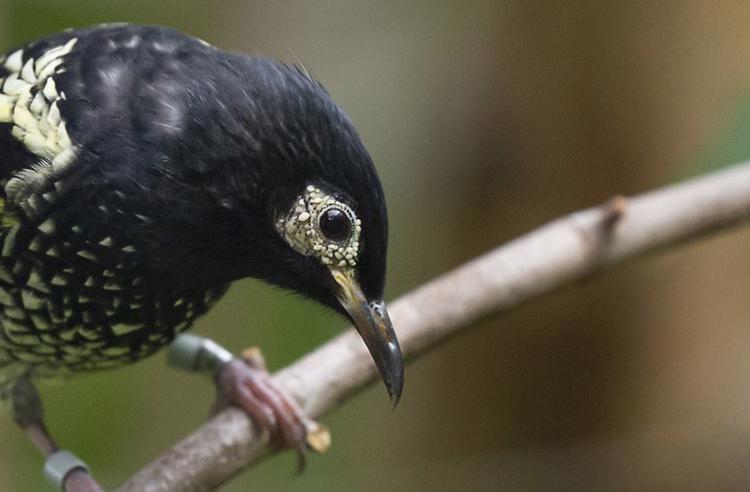 Regent Honeyeater bird on a branch looking down. It is mostly black with yellow speckles.