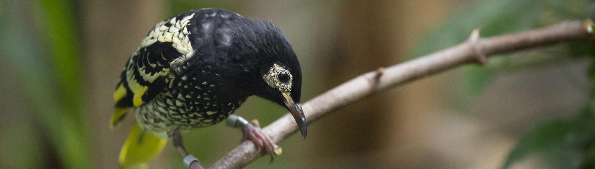 Regent Honeyeater bird on a branch looking down. It is mostly black with yellow speckles.