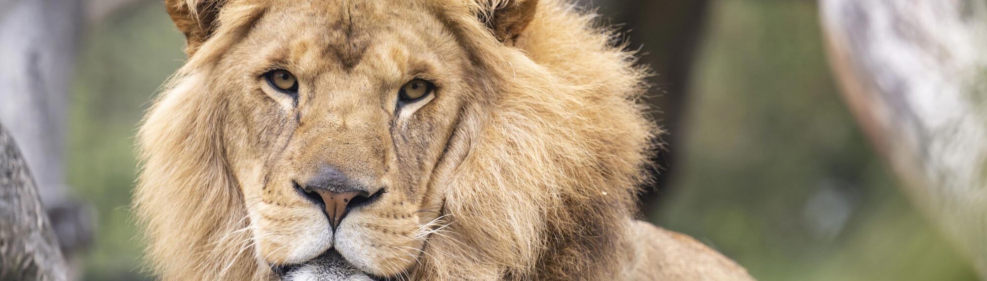 Close up a male lion looking directly straight