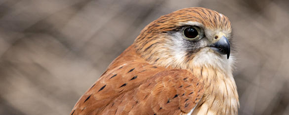 Close up view of a Nankeen Kestrel from chest high up with its brown feathers with black speckles on its wings and black eyes and beak