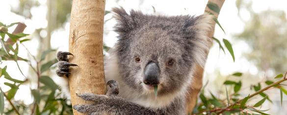 A koala with its claws around a tree branch with a eucalyptus leaf in its mouth