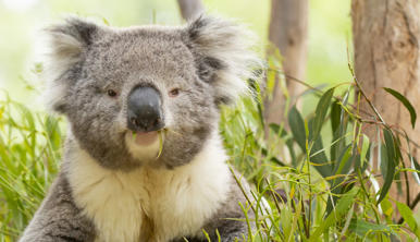 Koala sitting in a tree enjoying eucalyptus leaves looking at camera