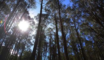 A forest of trees with sun shining through the gaps