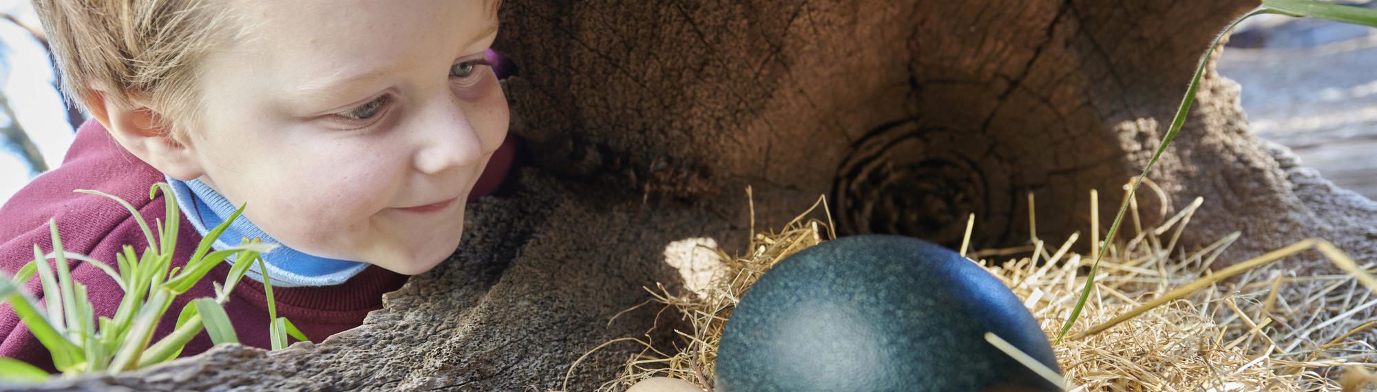 A young students smiles as he looks a bright blue ostrich egg next to smaller timber-shaded eggs