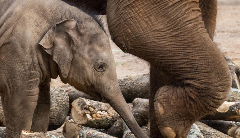 An Asian Elephant calf is walking by its mother. They are walking over brown tree logs on the sand. 