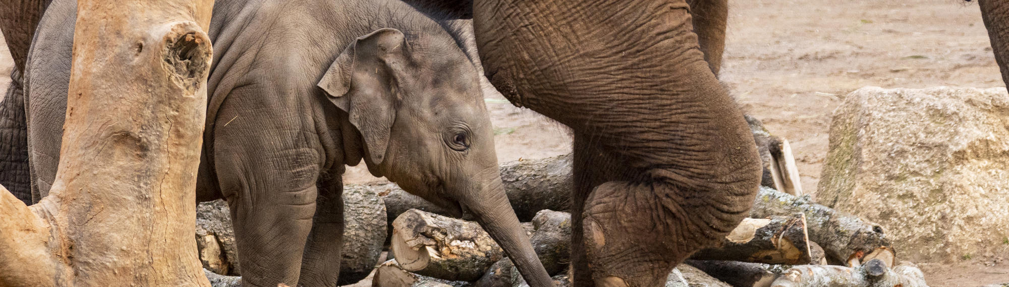 An Asian Elephant calf is walking by its mother. They are walking over brown tree logs on the sand. 