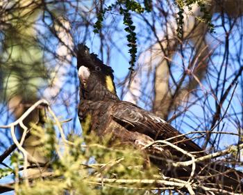 A Yellow-tailed Black-cockatoo perching on thin twigs and branches in a tree; its face is half covered in shadows